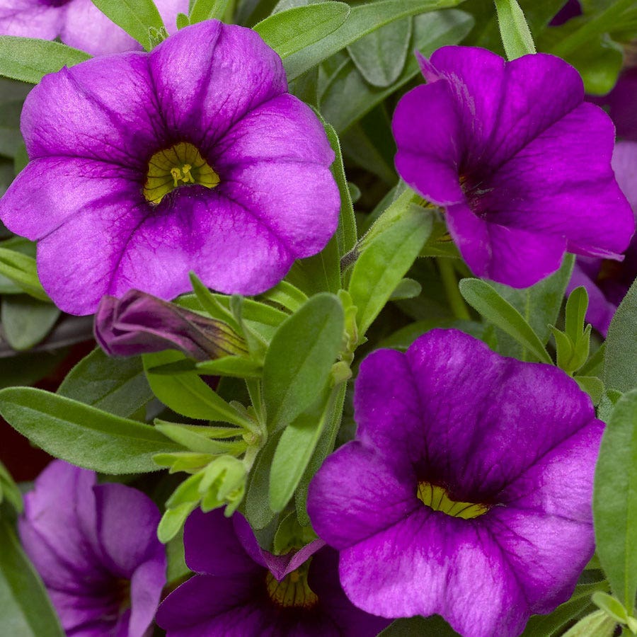 Blooming Block Kwik Kombos™ Cabrio™ Life is a Highway™ Standard Mix