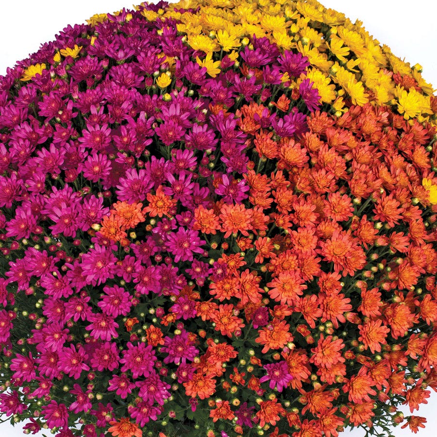 Blooming Block Jaqueline™ Harvest Fusion Mum Mix
