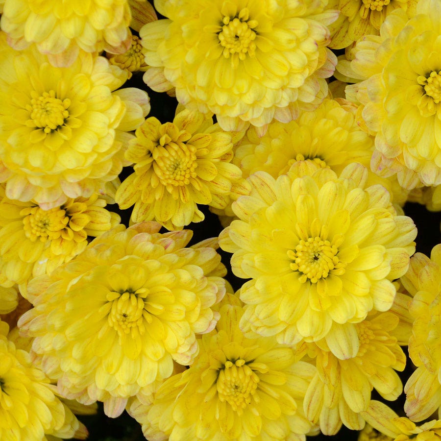 Blooming Block Jaqueline™ Harvest Fusion Mum Mix