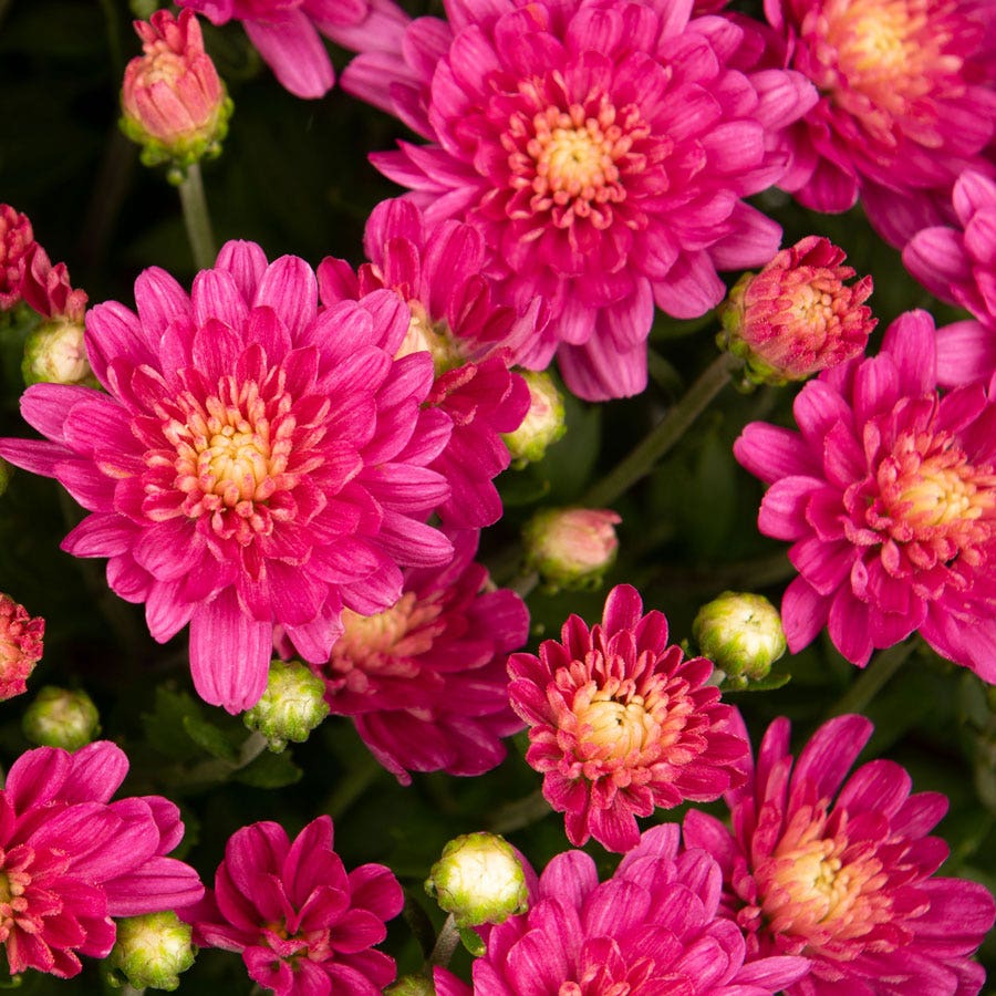 Blooming Block Jaqueline™ Harvest Fusion Mum Mix