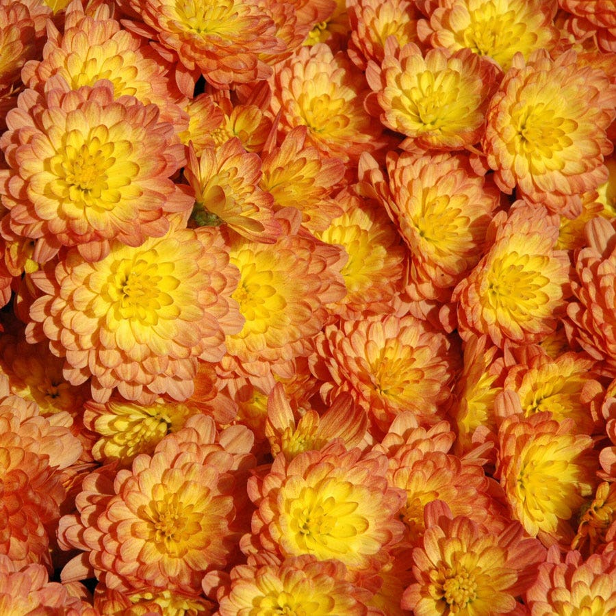 Blooming Block Jaqueline™ Harvest Fusion Mum Mix
