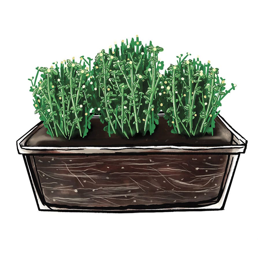 Blooming Block Jaqueline™ Harvest Fusion Mum Mix