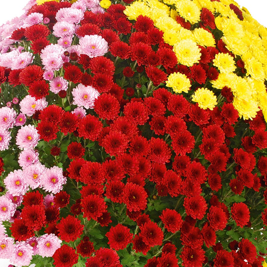 Blooming Block Staviski™ Mum Mix