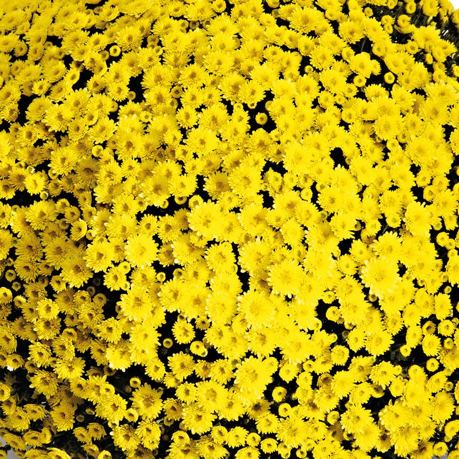 Blooming Block Staviski™ Mum Mix