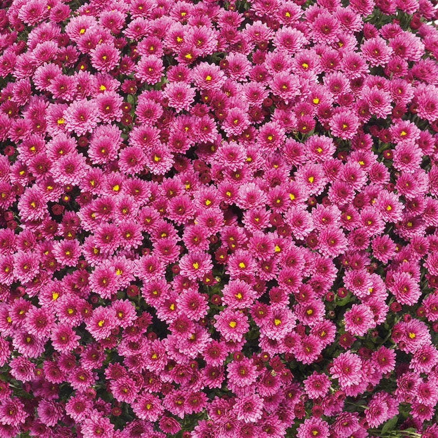 Blooming Block Staviski™ Mum Mix