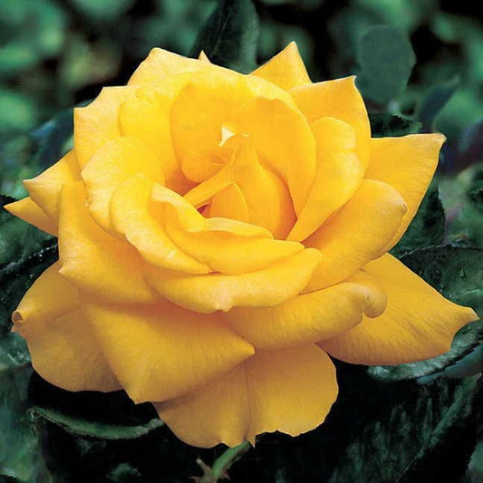 Henry Fonda Hybrid Tea Rose