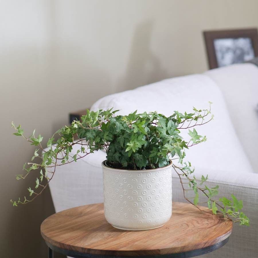 ivy house plant English Ivy Houseplant – Wayside Gardens
