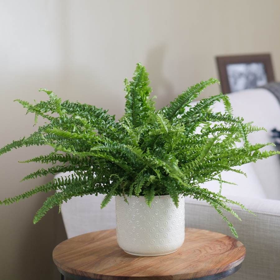 boston fern house plant care Boston Fern Houseplant