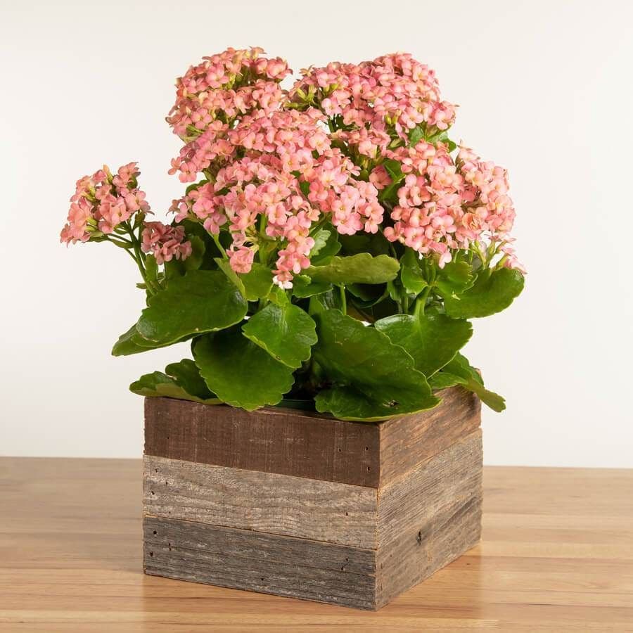 Pretty Pink Kalanchoe Plant in Reclaimed Wood