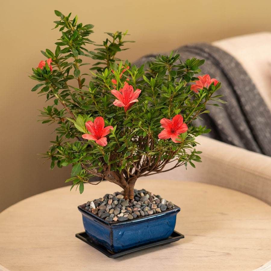 pink azalea bonsai tree Azalea Bonsai