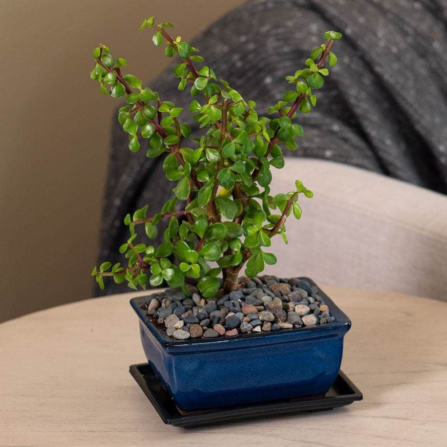 jade plant succulent bonsai Jade Bonsai – Wayside Gardens