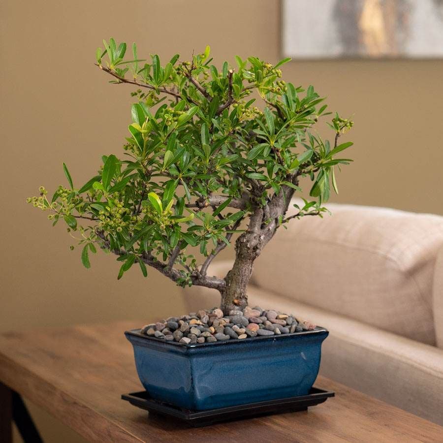 pyracantha bonsai tree Pyracantha Bonsai