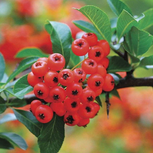 Pyracantha Bonsai