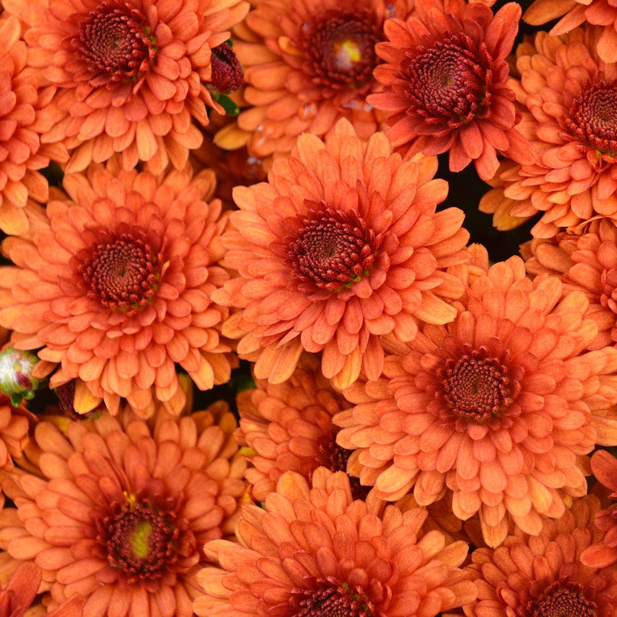 Blooming Block Beverly™ Copper Penny™ Color My Fall™ Mum Mix