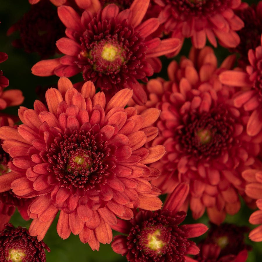 Blooming Block Beverly™ Copper Penny™ Color My Fall™ Mum Mix