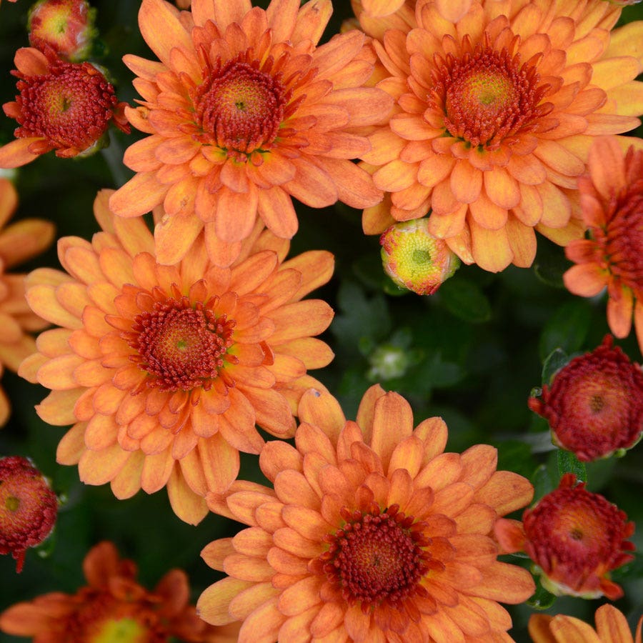 Blooming Block Beverly™ Copper Penny™ Color My Fall™ Mum Mix