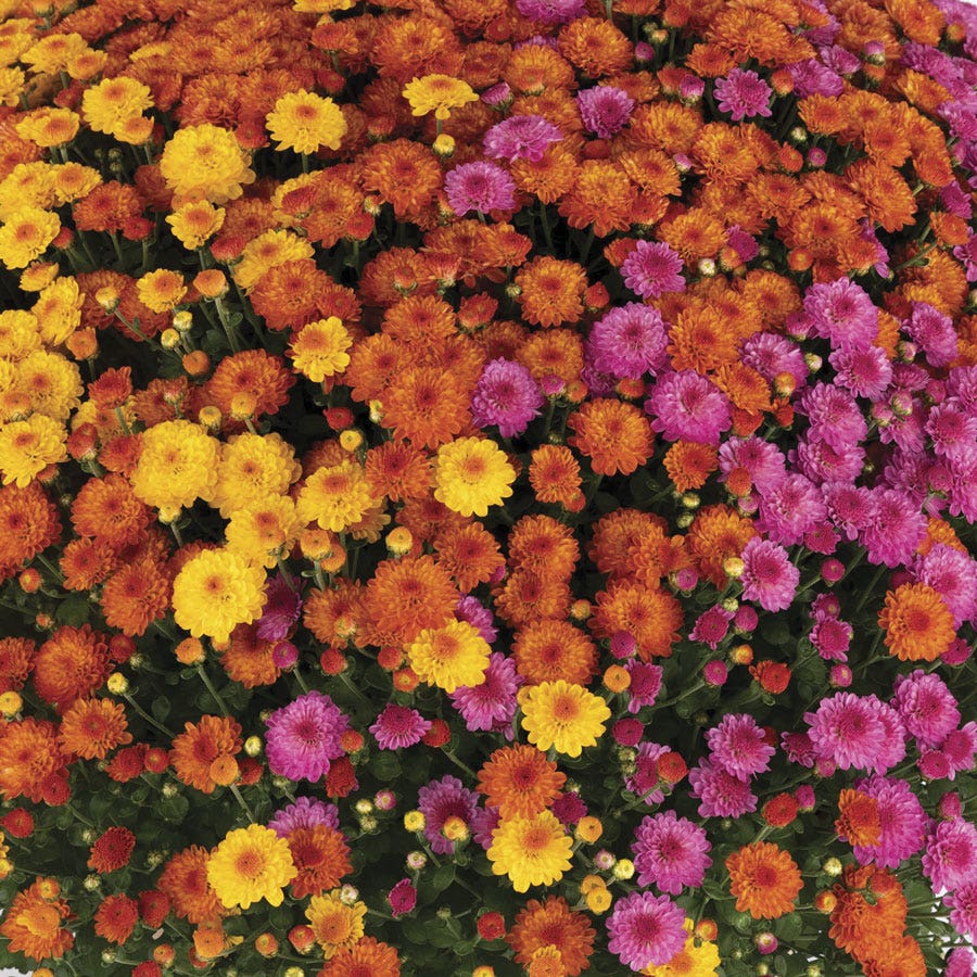 Blooming Block Gigi™ Acorn Lane™ Color My Fall™ Mum Mix
