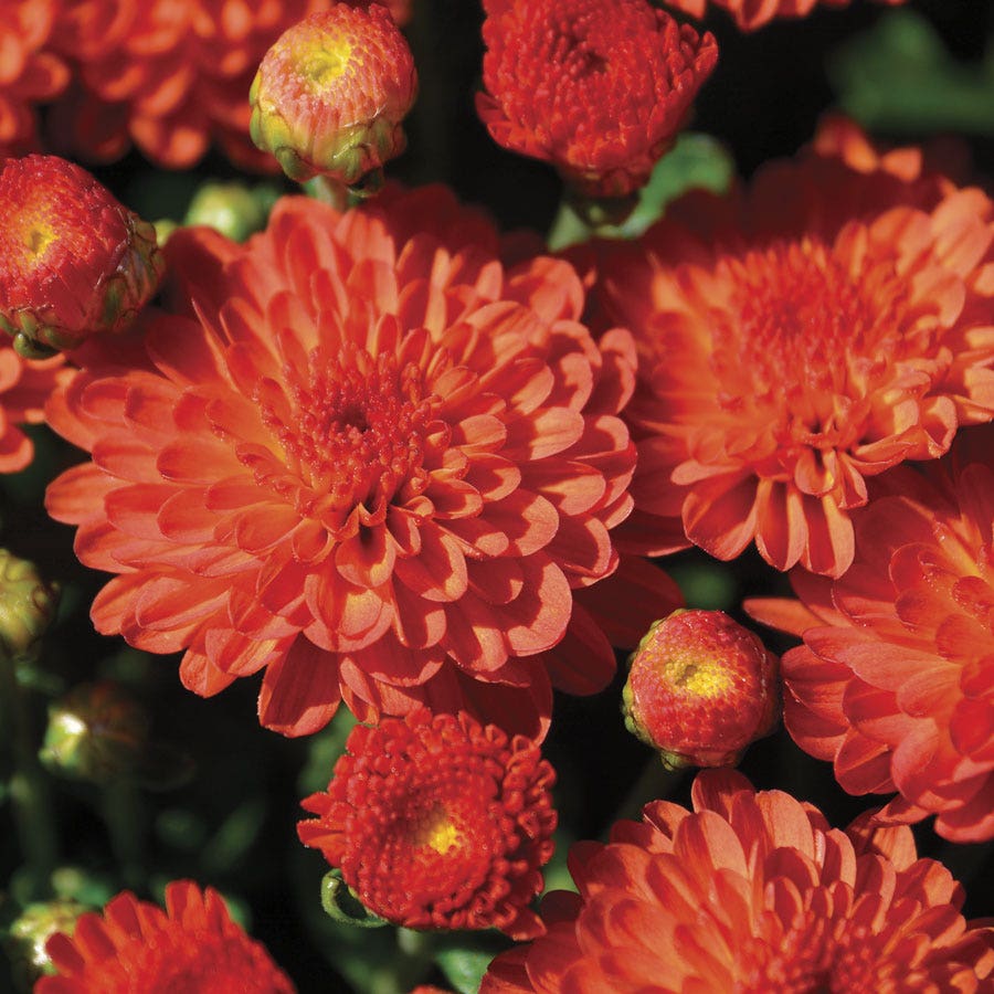 Blooming Block Gigi™ Acorn Lane™ Color My Fall™ Mum Mix