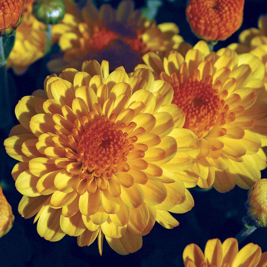 Blooming Block Gigi™ Acorn Lane™ Color My Fall™ Mum Mix
