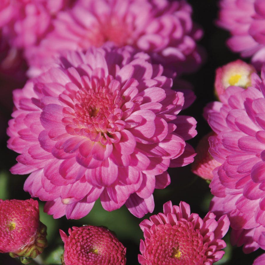 Blooming Block Gigi™ Acorn Lane™ Color My Fall™ Mum Mix