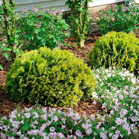Thuja ANNA'S MAGIC BALL®