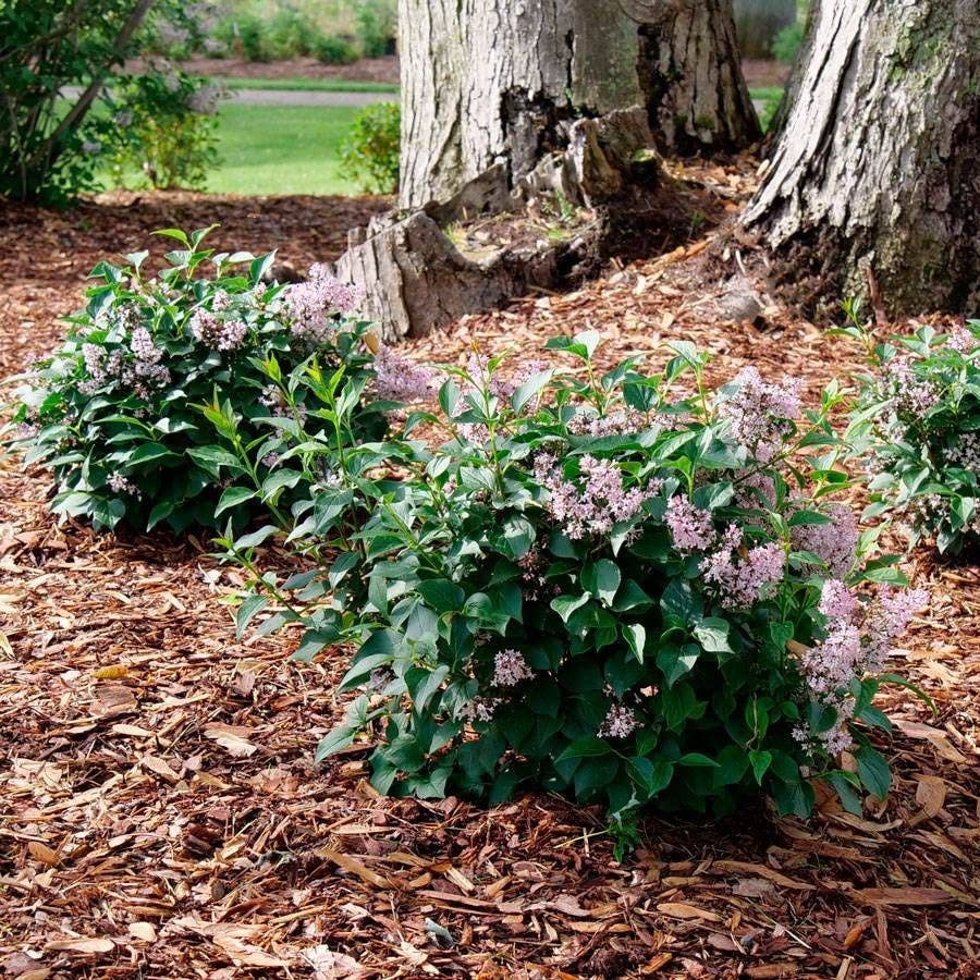 Syringa BABY KIM®