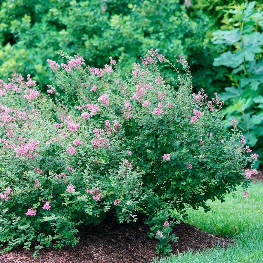 Syringa Bloomerang® Dwarf Pink