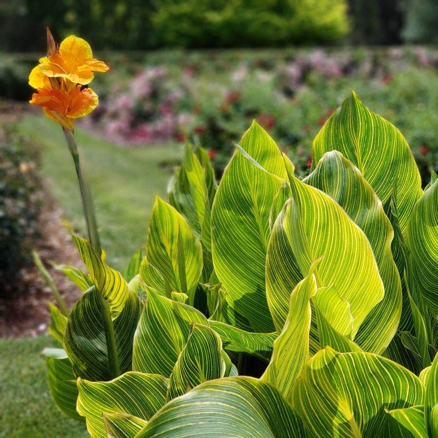 Canna Tropicanna® Gold Bulb