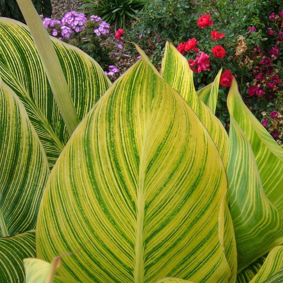 Canna Tropicanna® Gold Bulb