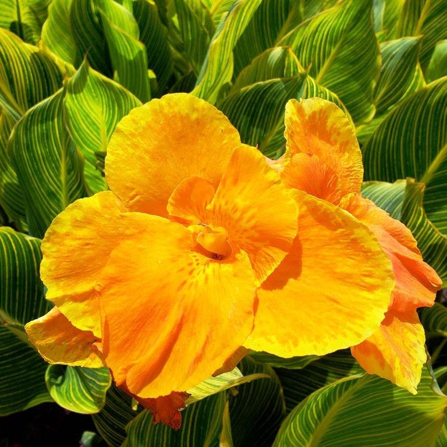 Canna Tropicanna® Gold Bulb