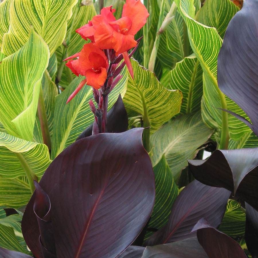 Canna Tropicanna® Black Bulb