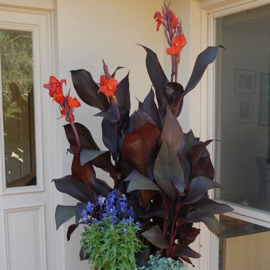 Canna Tropicanna® Black Bulb
