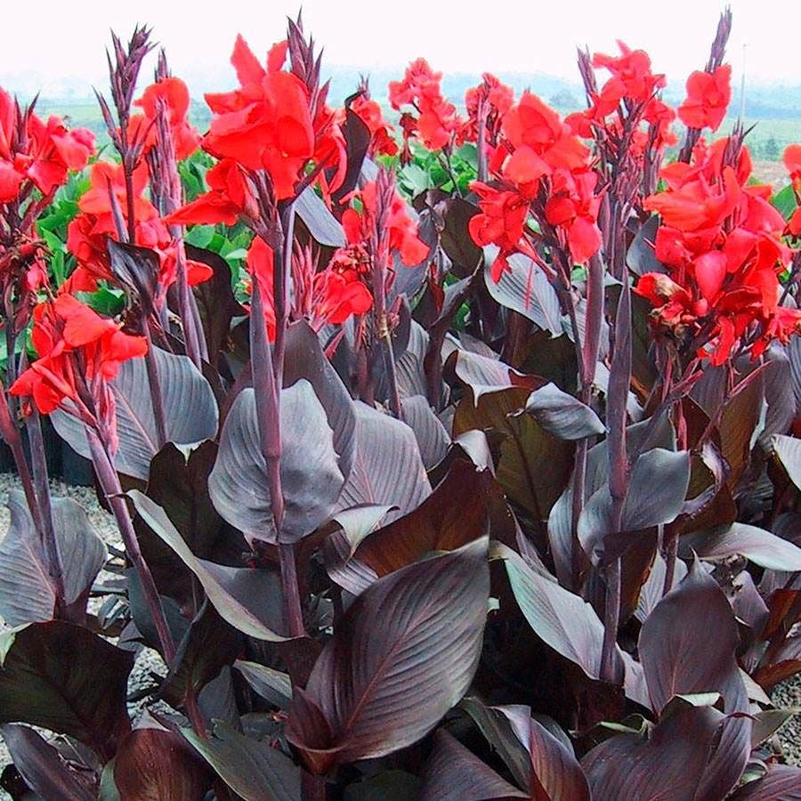 Canna Tropicanna® Black Bulb