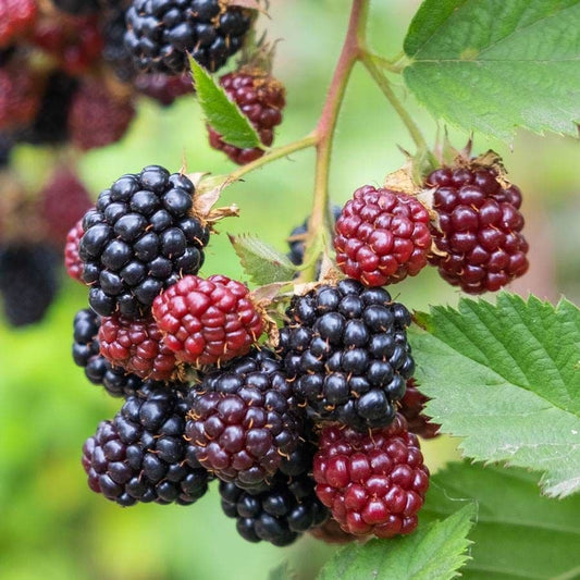 Rubus 'Loch Ness' Blackberry