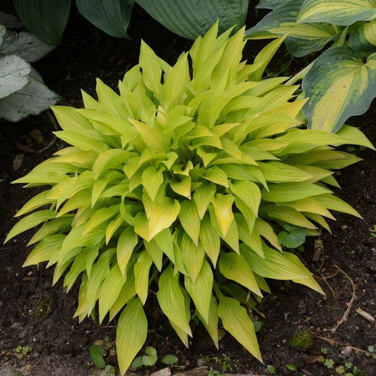 Hosta 'Munchkin Fire'