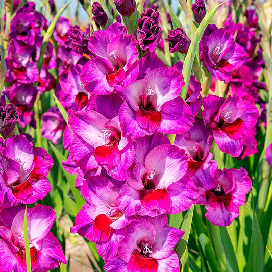 Gladiolus 'Alfalfa' Bulbs