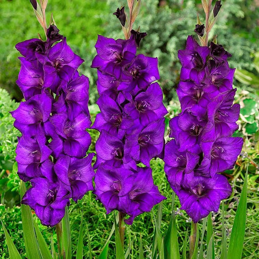 Gladiolus 'Purple Flora' Bulbs