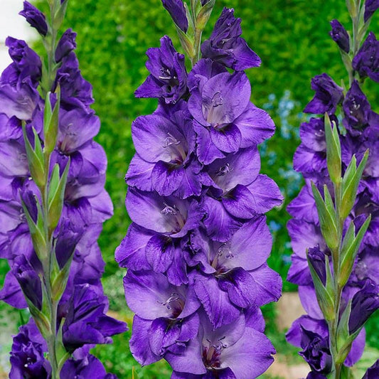 Gladiolus Cookie® Bulbs