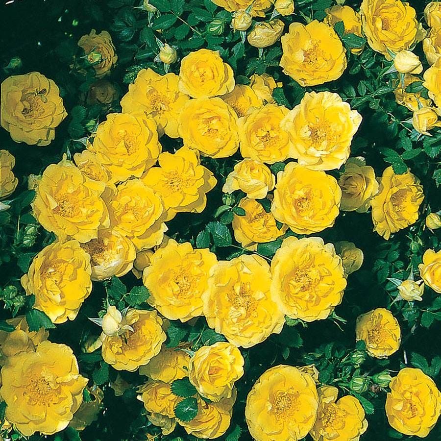 Rosa Persian Yellow