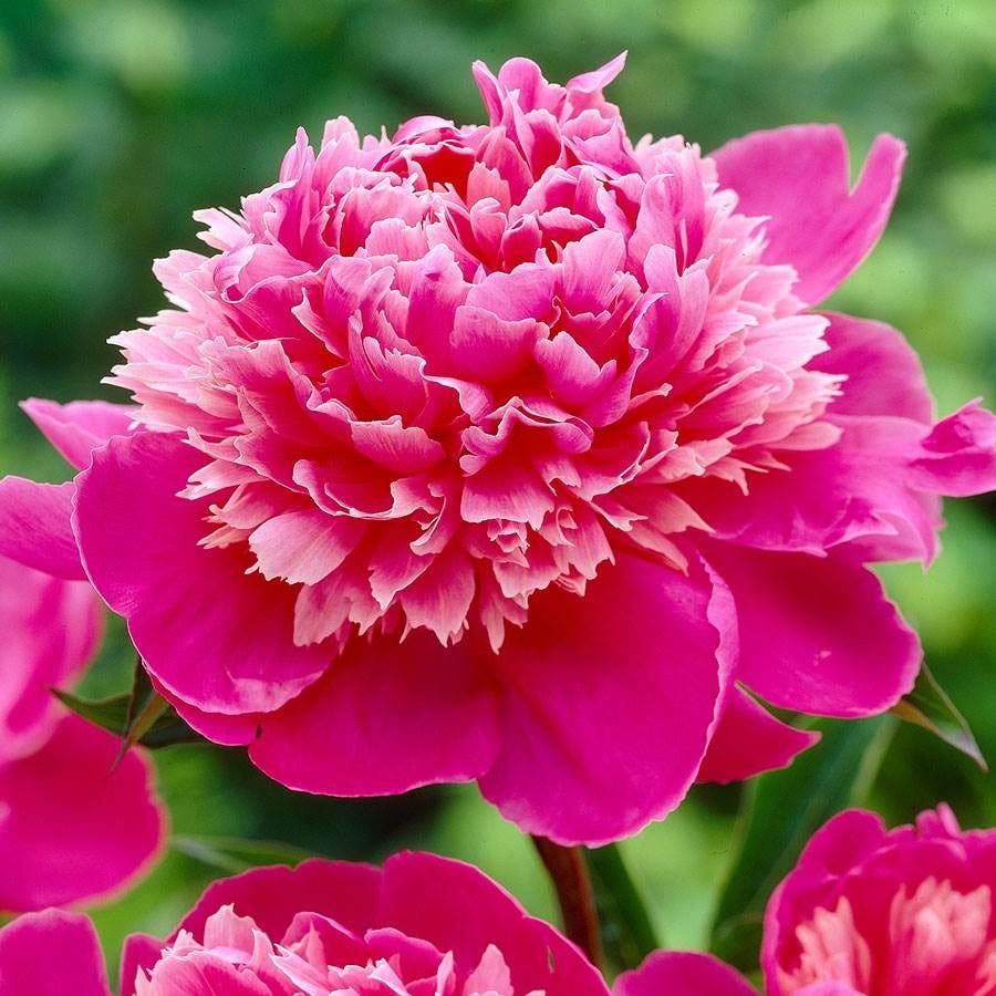 Paeonia 'Madame Emile Debatane'