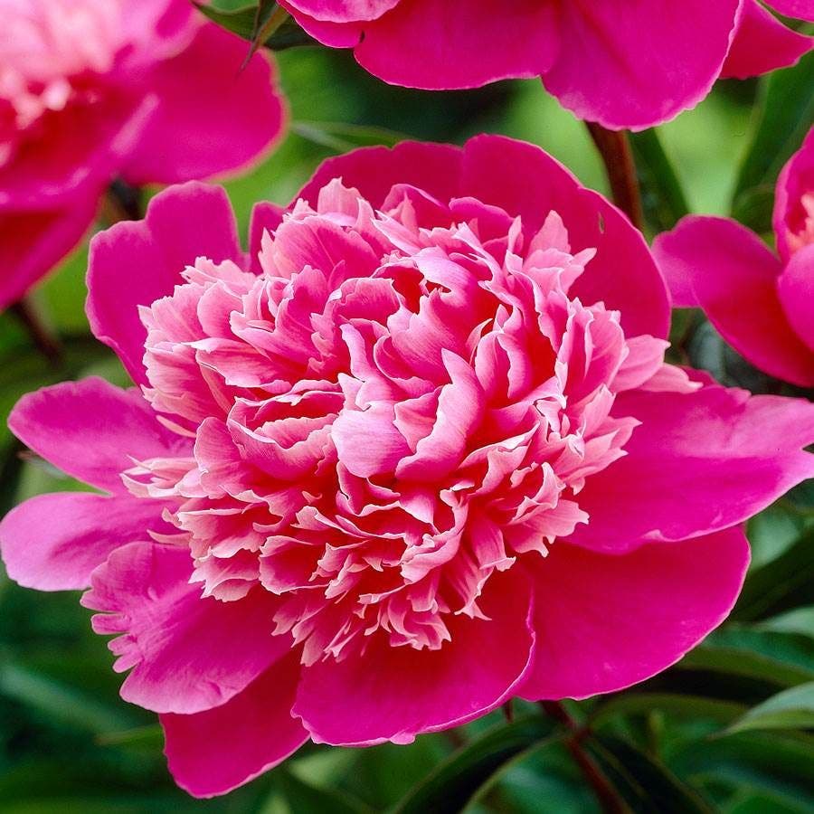 Paeonia 'Madame Emile Debatane'
