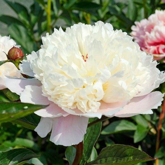 Paeonia 'Madame Calot'