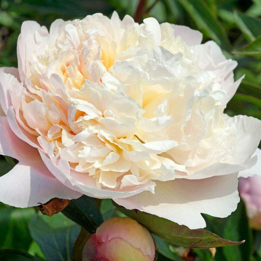 Paeonia 'Madame Calot'