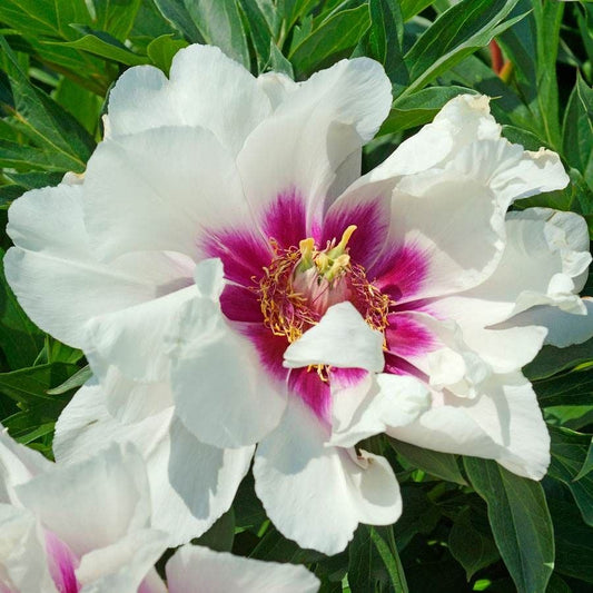 Paeonia Itoh 'Cora Louise'