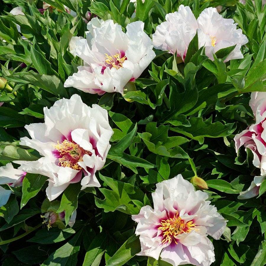 Paeonia Itoh 'Cora Louise'