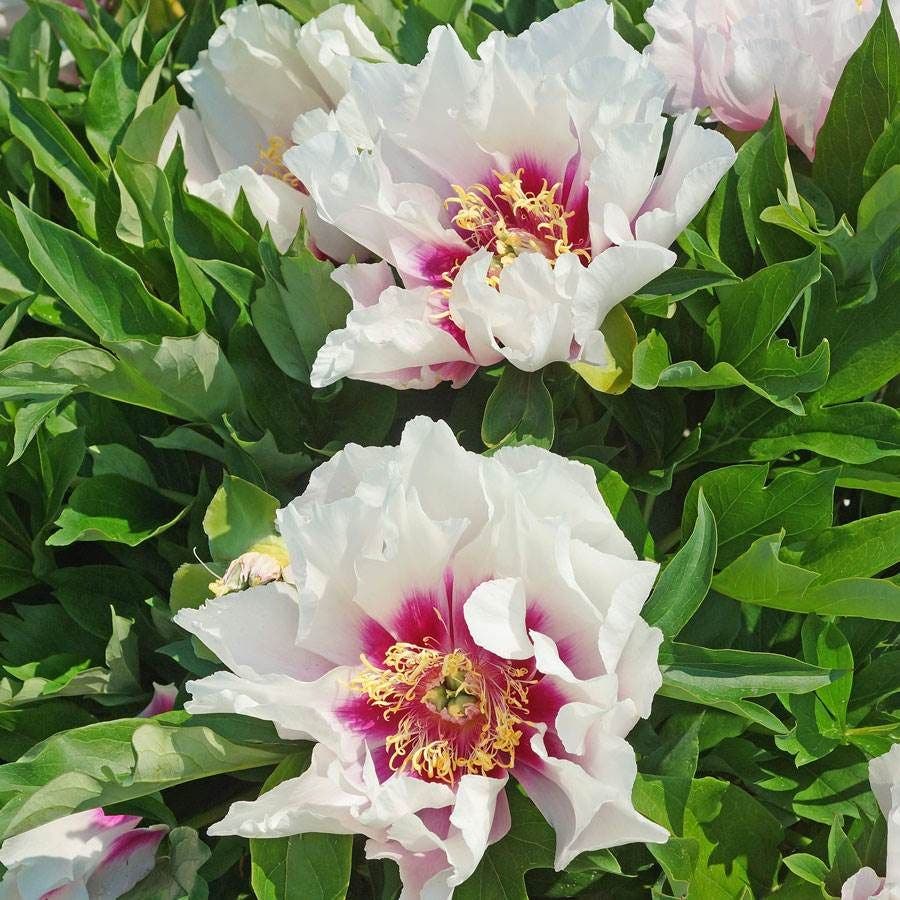 Paeonia Itoh 'Cora Louise'