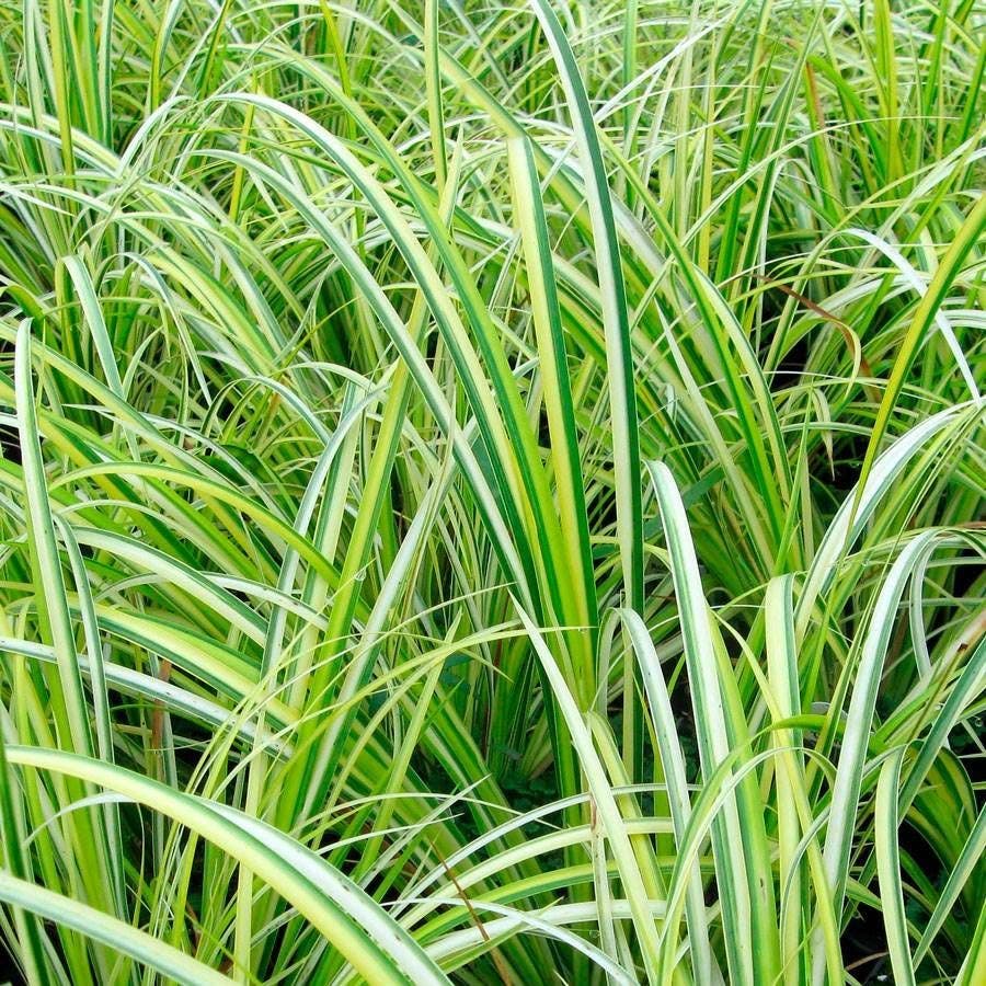 Acorus 'Ogon'