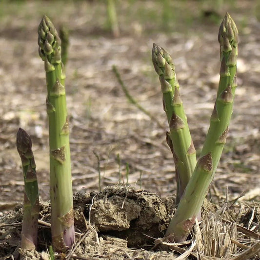 Asparagus Millenium