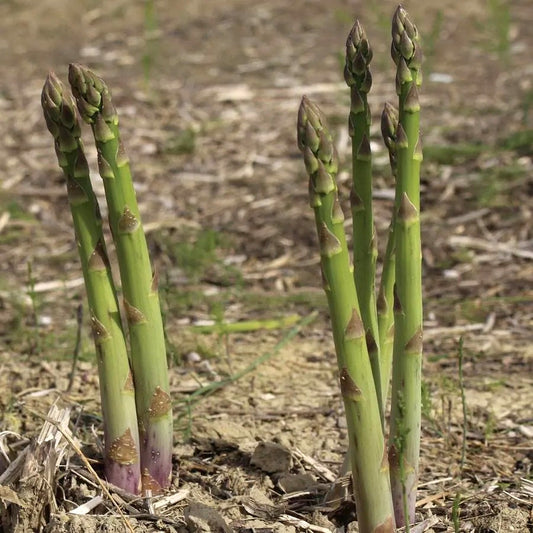 Asparagus 'Mary Washington'