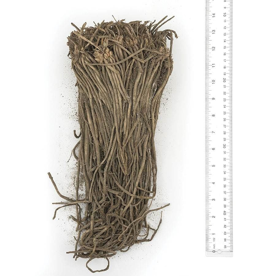 Asparagus 'Mary Washington'